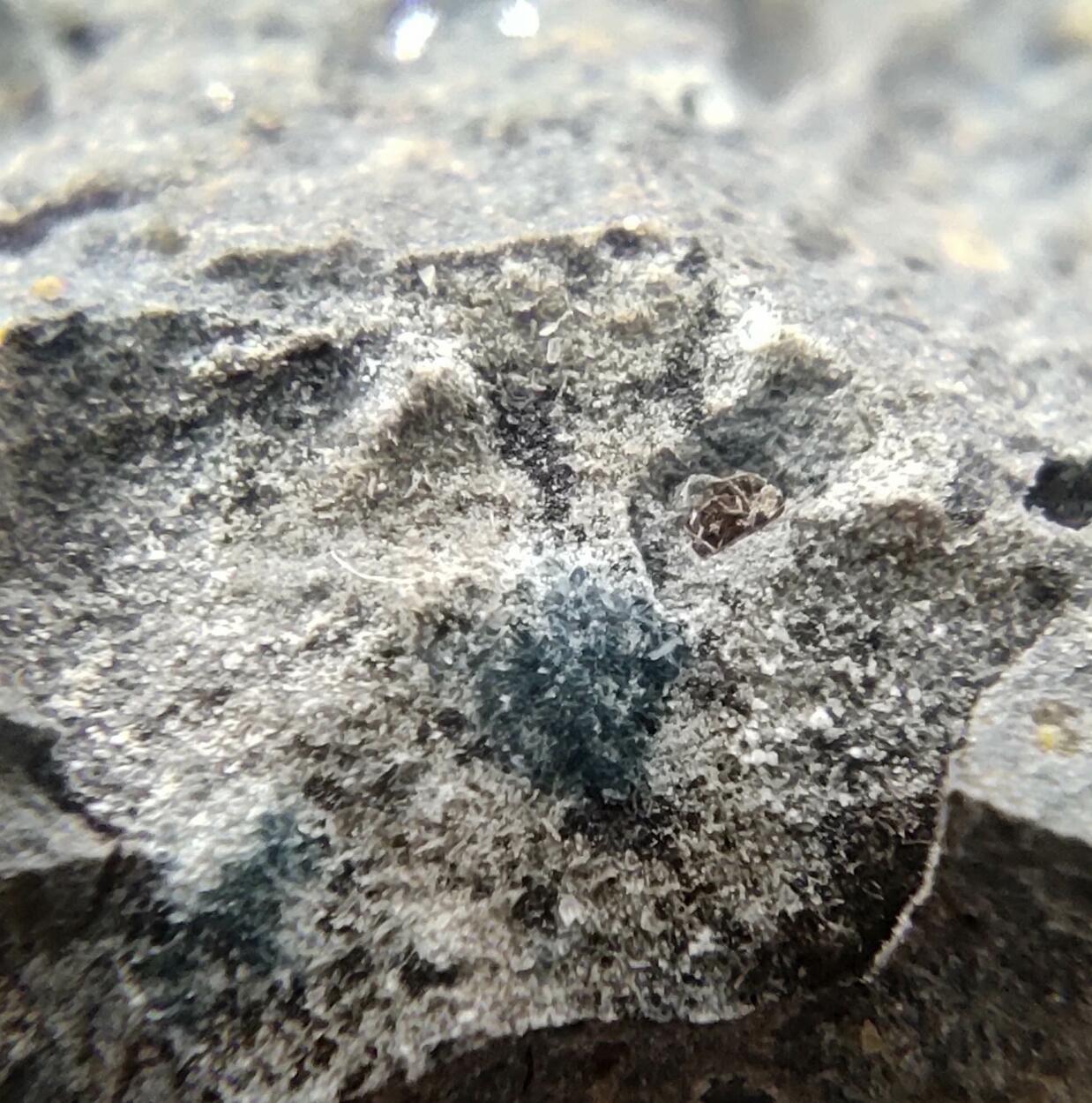 Roedderite & Chayesite