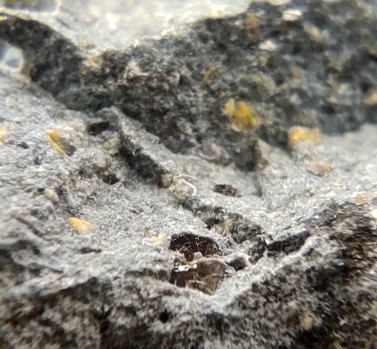 Roedderite & Chayesite