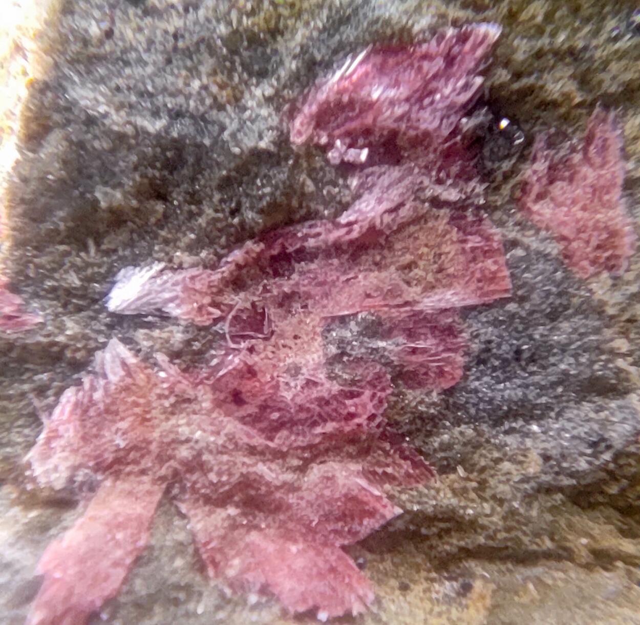 Erythrite