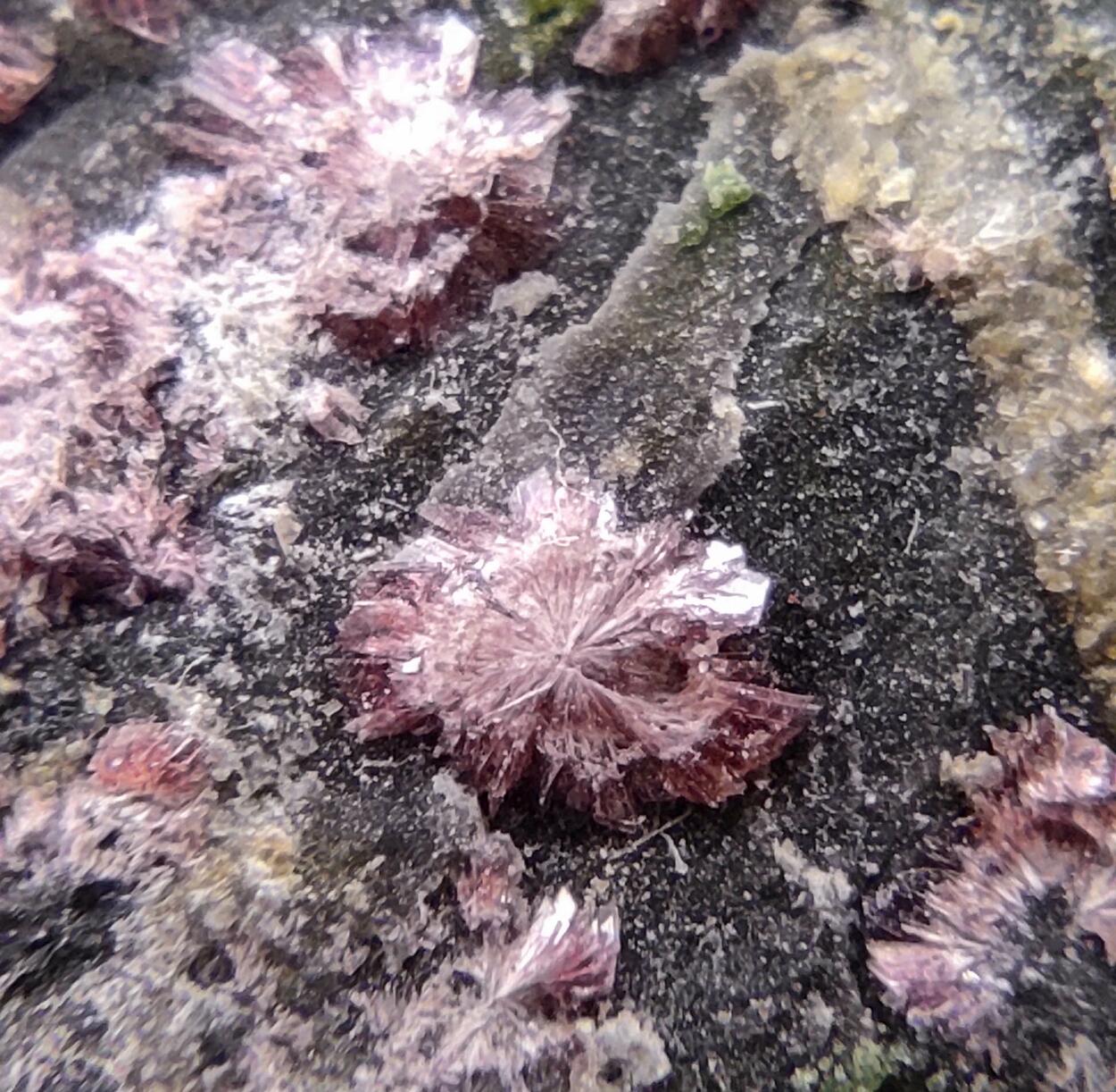 Erythrite & Conichalcite