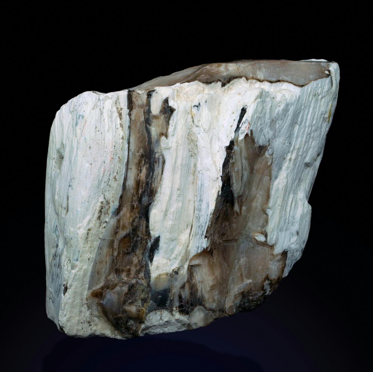 Petrified Wood