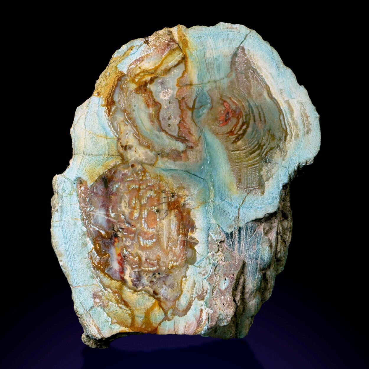 Opal Psm Fossil Wood