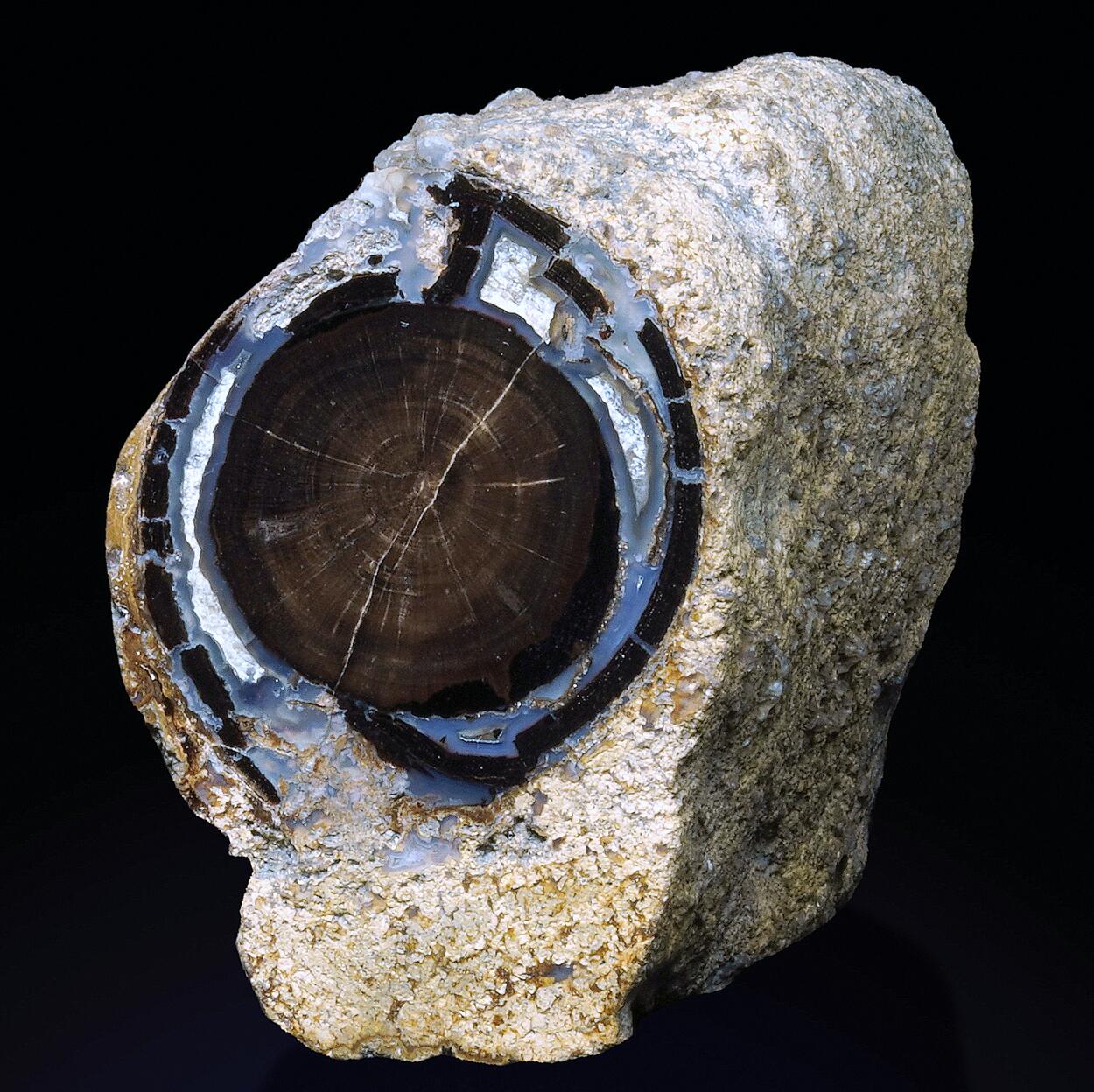 Petrified Wood & Calcite