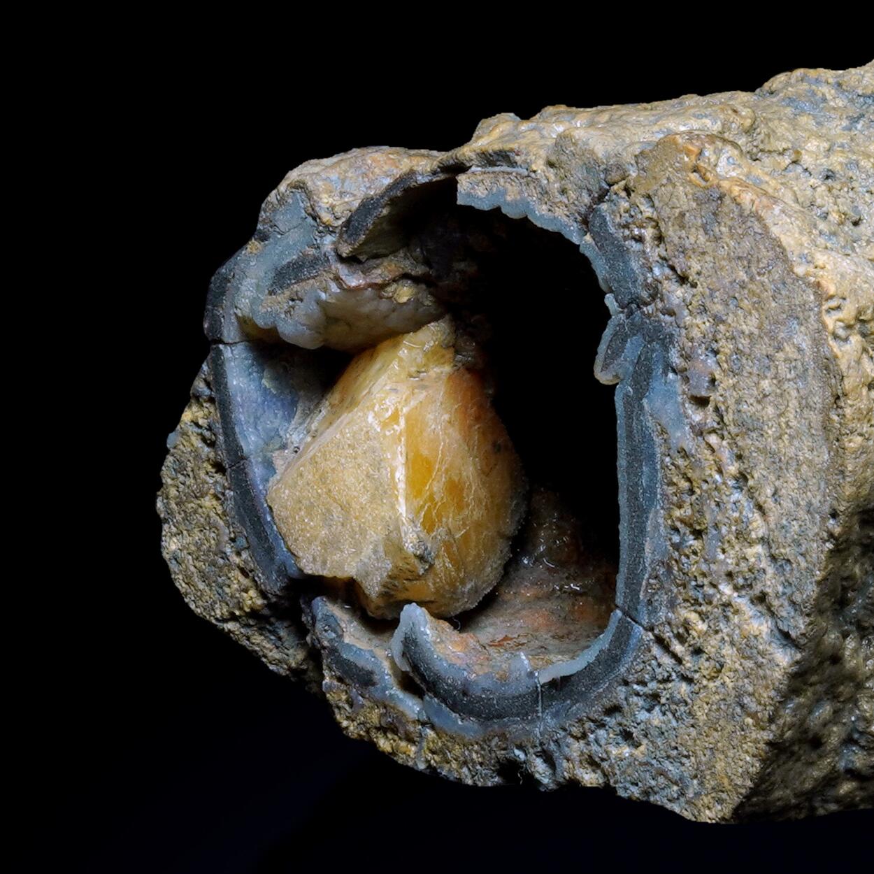 Petrified Wood & Calcite