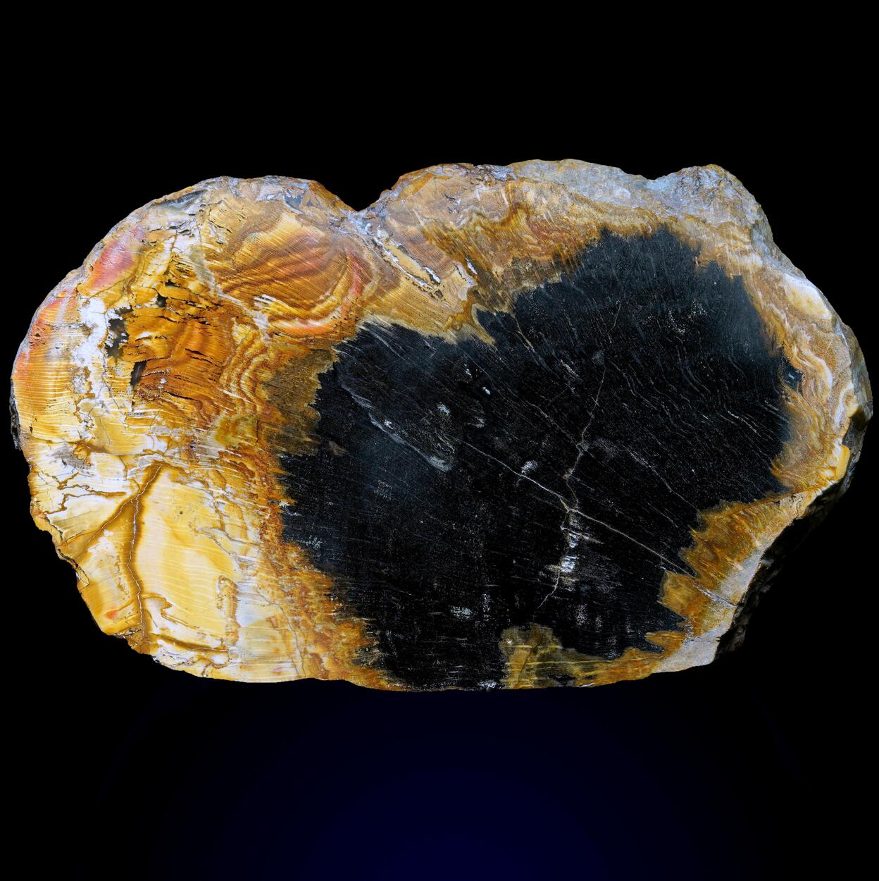 Petrified Wood
