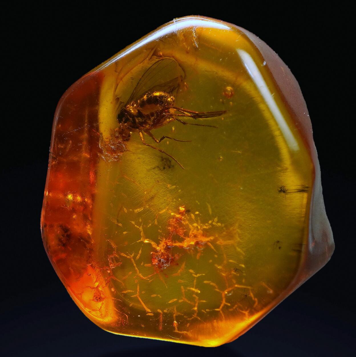 Amber With Inclusions