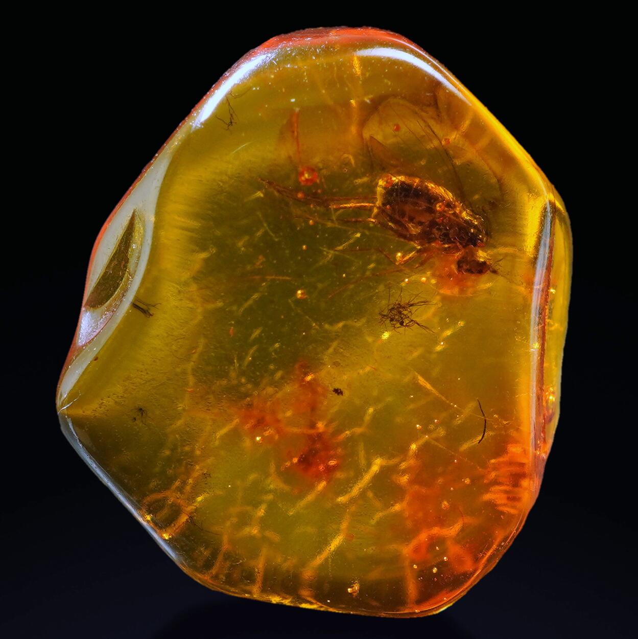 Amber With Inclusions