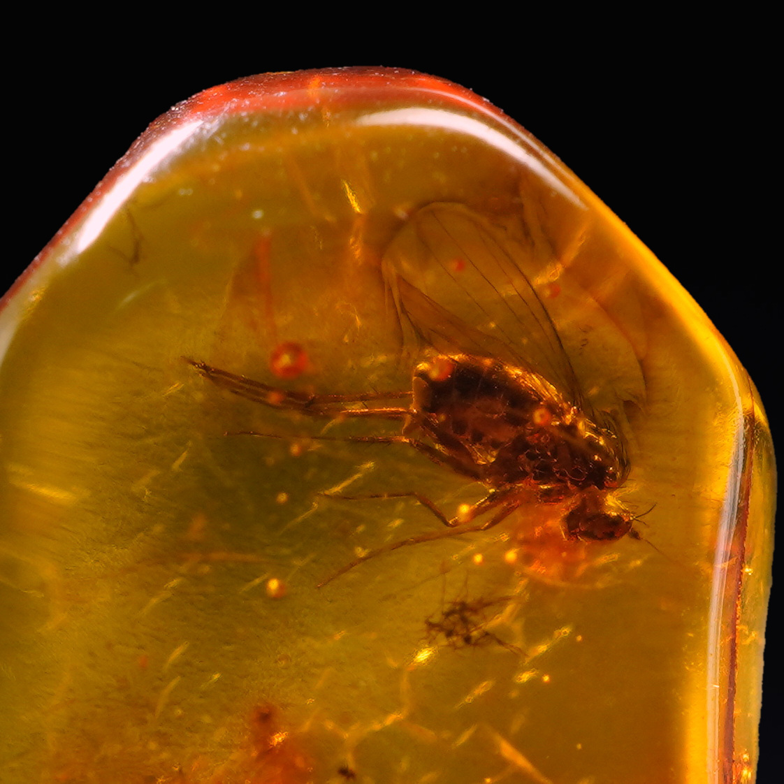 Amber With Inclusions
