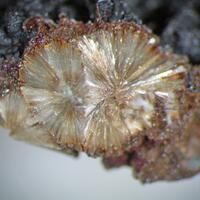 Lemoynite & Natrolemoynite