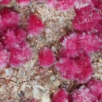 Chudobaite & Cobaltkoritnigite