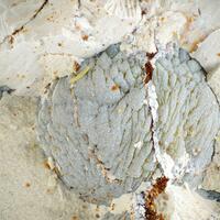 Tinticite & Calcioferrite