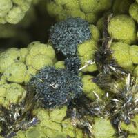 Phosphophyllite Schoonerite Mitridatite & Beraunite