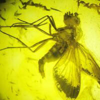 Amber With Inclusions