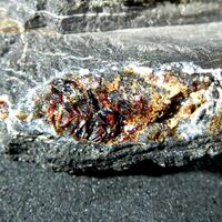 Duxite Amber In Petrified Wood