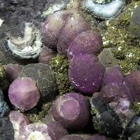 Strengite With Ferroberaunite & Rockbridgeite