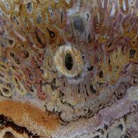 Chalcedony Psm Fossil Plant