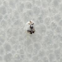 Shulamitite & Fluorkyuygenite