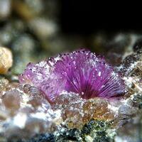 Strengite & Cyrilovite