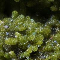 Hidalgoite Hidalgoite