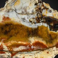 Agate & Petrified Wood