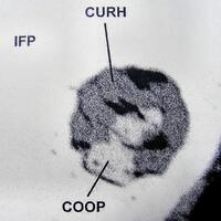 Cuprorhodsite Cooperite & Isoferroplatinum