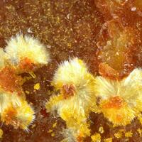 Joliotite & Studtite