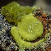 Grimselite & Čejkaite