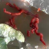 Xocolatlite Dagenaisite On Svanbergite & Zincospiroffite