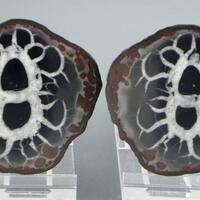 Septarian Nodule