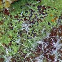 Saléeite & Fluellite