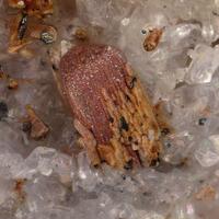 Magnesio-ferri-fluoro-hornblende