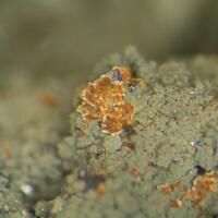 Cacoxenite & Arsenopyrite