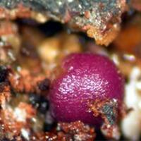 Strengite Laueite Robertsite & Bermanite