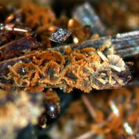 Roscherite & Ernstite