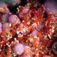 Beraunite Strengite & Nsutite