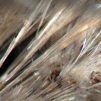 Strunzite Pseudolaueite & Mitridatite