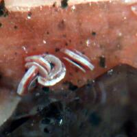 Synchysite-(Ce) & Gadolinite-(Y)