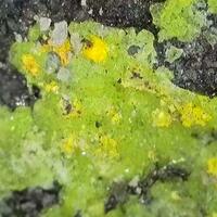 Liebigite On Uraninite