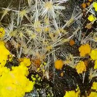 Uranopilite With Natrozippeite On Uraninite & Coal