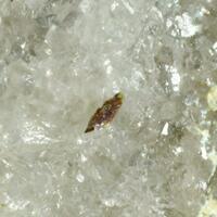 Schubnelite & Carlhintzeite