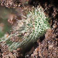 Vysokýite & Štěpite