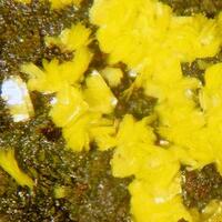 Tyuyamunite & Tangeite