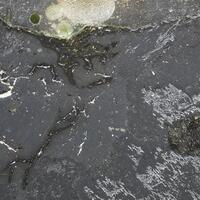 Oulankaite Zvyagintsevite & Pentlandite