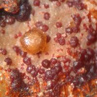 Adamite Ogdensburgite & Yukonite Psm Parasymplesite