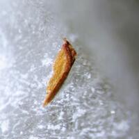 Unnamed (MSH UK-86) & Eudialyte