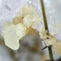 Calcioburbankite Albite & Epididymite