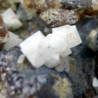 Gismondine Gismondine