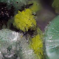 Natrouranospinite & Annabergite