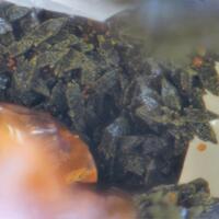 Lipscombite Strengite & Rockbridgeite