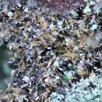 Clinoenstatite & Chlorothionite